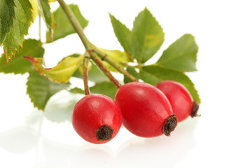 ripe hip roses on branch with leaves, isolated on white