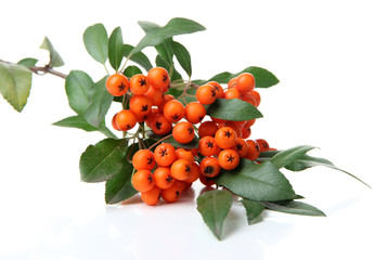 Pyracantha Firethorn orange berries with green leaves, isolated