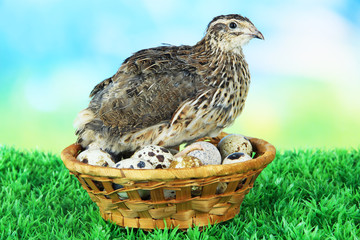 Young quail with eggs on grass on blue background