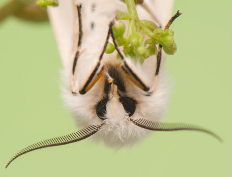 night butterfly - Spilosoma lubricipeda