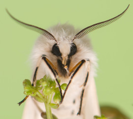 Fototapeta premium night butterfly - Spilosoma lubricipeda