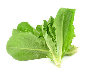 Cos Lettuce isolate on White Background