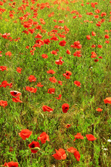 Beautiful poppy flowers in the field