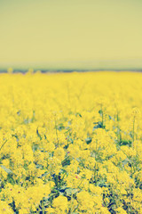 Obraz premium Beautiful rape in the field