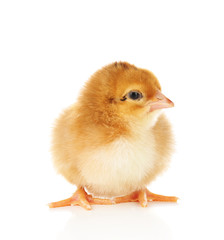 Little cute chicken isolated on white
