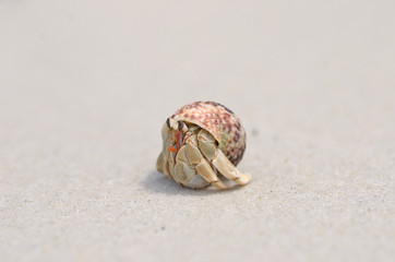 Hermit crab