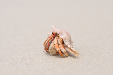 Hermit crab