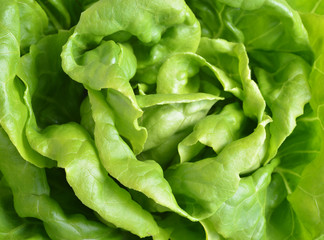 fresh butter head lettuce background