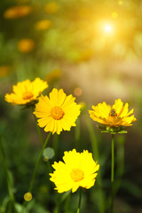 Spring flowers, outdoors
