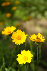 Spring flowers, outdoors