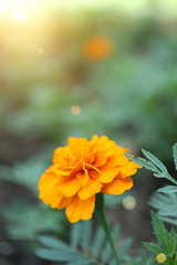 Orange french marigolds (Tagetes patula), outdoors