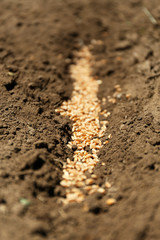 Sowing seeds into soil