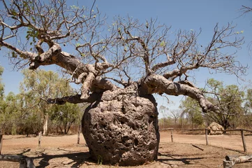 Papier Peint photo autocollant Baobab Baobab
