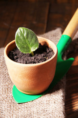 Germ at pot and scapula on wooden table close-up