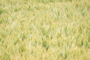 Wheat Field in Oregon