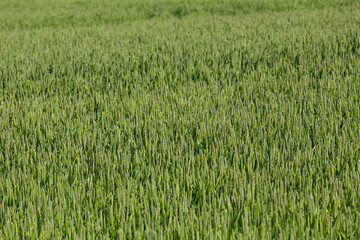 green wheat field