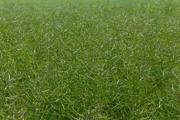 green ripening canola in a field close-up