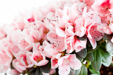 Blossoming azalea of a grade of Mevrouw Gerard Kint close up