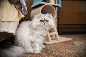 white persian cat