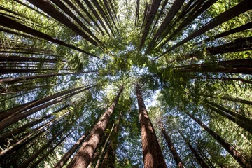 Papier Peint photo Lavable Olive verte Canopée de la forêt de séquoias géants