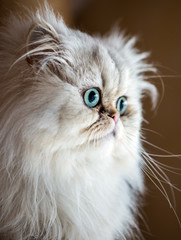 Beautiful Persian cat