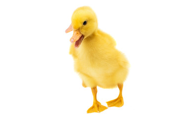 little duckling isolated
