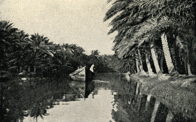 Date farm near Basra ca. 1930