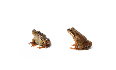 Naklejka premium Two brown frogs isolated
