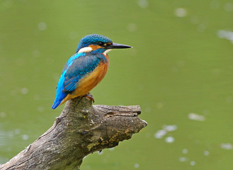 Kingfisher on a branch 2