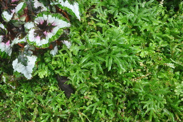 The green garden tree