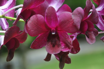 Orchid