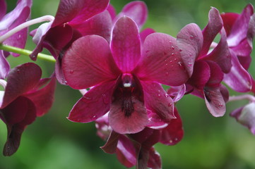 Obraz premium Orchid