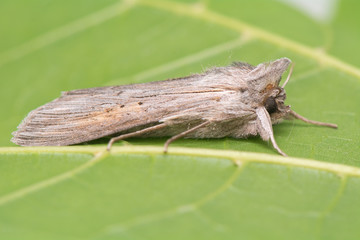 night butterfly - Cucullia umbratica