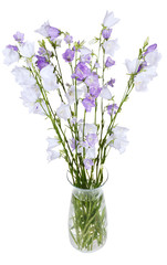 bunch of campanula bellflower in glass vase