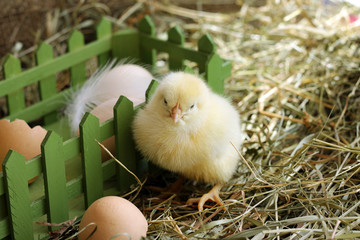 Fluffy chicken sitting on hay near box