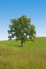 Fototapeta na wymiar Big tree in the middle of green field against blue sky