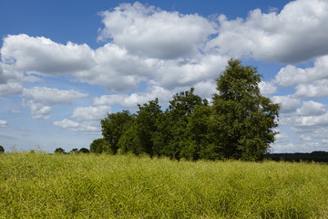 Obraz premium Landschaft - Feld mit Gebüsch und Schäfchenwolken