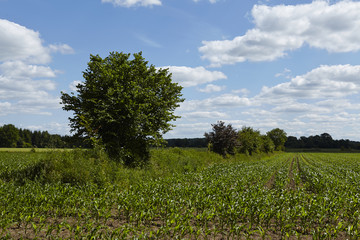 Obraz premium Feld mit jungen Maispflanzen