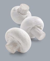 Fototapeta na wymiar Three white button mushrooms isolated on grey background