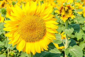 Fototapeta premium Flower of sunflower close up