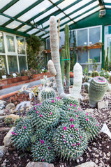 Cactus greenhouse