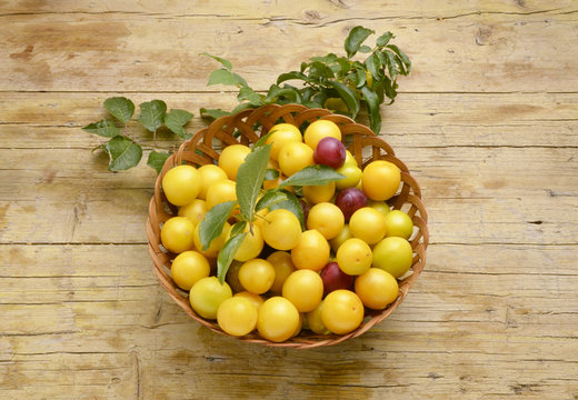 Prunus cerasifera Cherry plum Алыча K&ouml;rsb&auml;rsplommon