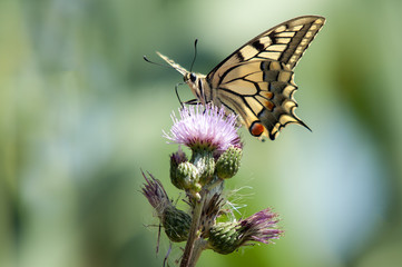 Yellow butterfly, Papilio machaon