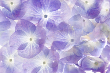 Floral background.Soft purple hydrangea.
