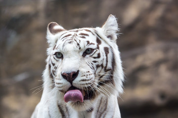 White Bengal tiger licks his lips