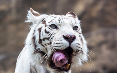 White Bengal tiger licks his lips
