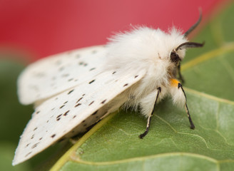 Fototapeta premium night butterfly - Spilosoma lubricipeda