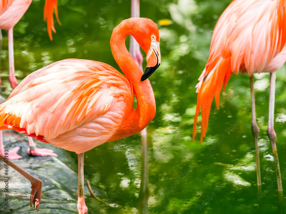 Wall mural Portrait of American Flamingos