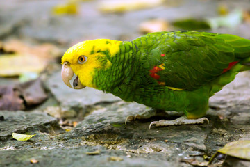 Portrait of Yellow-headed Amazon Parrot