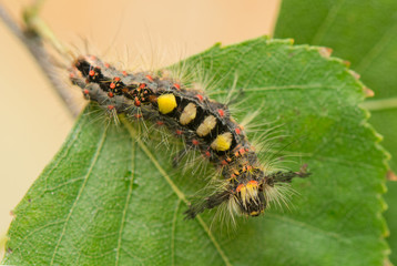 Caterpillar - Orgyia antiqua